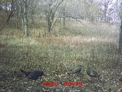 Land in Carroll County, Missouri
