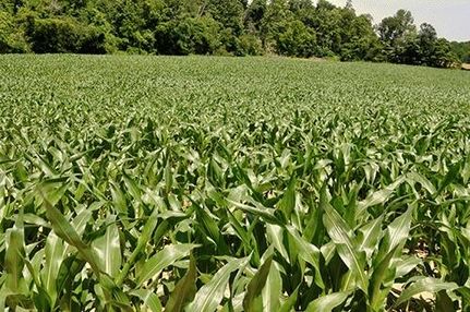Farm and Ranch in Putnam County, Indiana