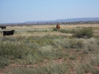 Land in Quay County, New Mexico