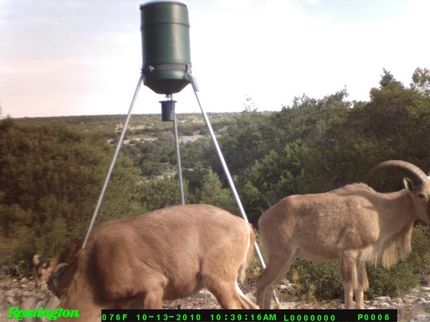 Timberland Property in Val Verde County, Texas