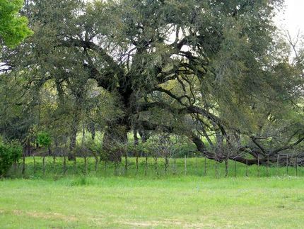 Farm and Ranch in Austin County, Texas