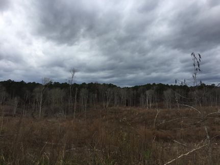 Timberland Property in Jefferson County, Mississippi