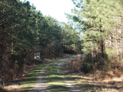 Timberland Property in Polk County, Texas