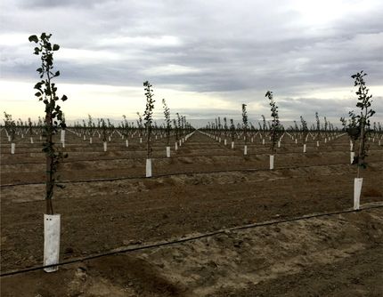 Farm and Ranch in Fresno County, California
