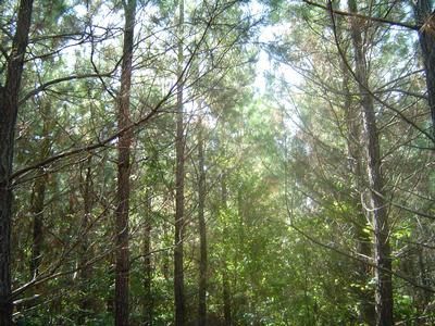 Farm and Ranch in Lafayette County, Arkansas