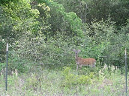 Recreational Property in Leon County, Texas