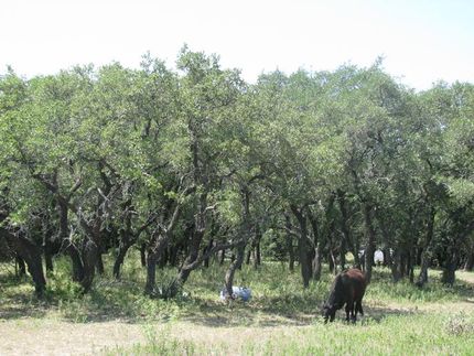 Farm and Ranch in Mills County, Texas