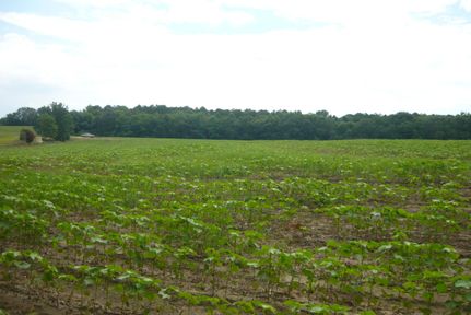 Undeveloped Land in Coffee County, Alabama