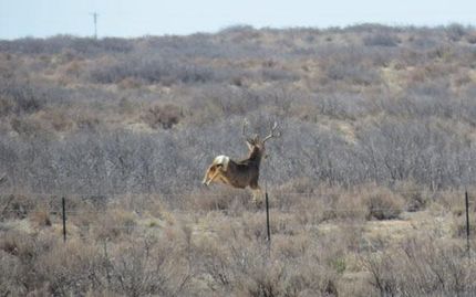 Recreational Property in Bailey County, Texas
