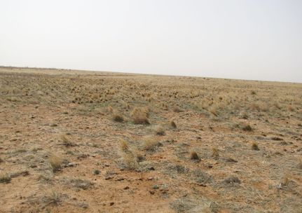 Farm and Ranch in Bailey County, Texas