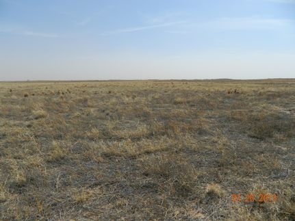 Farm and Ranch in Bailey County, Texas