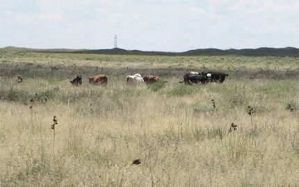 Farm and Ranch in Bailey County, Texas