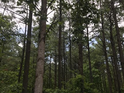 Timberland Property in Grenada County, Mississippi