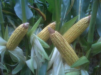 Land in Piatt County, Illinois