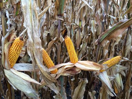 Farm and Ranch in Sangamon County, Illinois