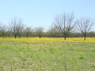 Farm and Ranch in Comanche County, Texas