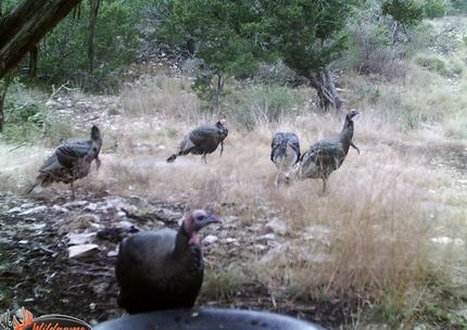 Farm and Ranch in Edwards County, Texas
