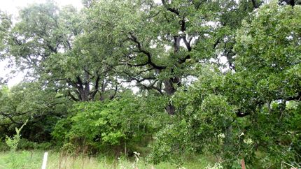Undeveloped Land in Milam County, Texas