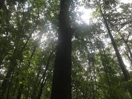 Timberland Property in Madison County, Mississippi