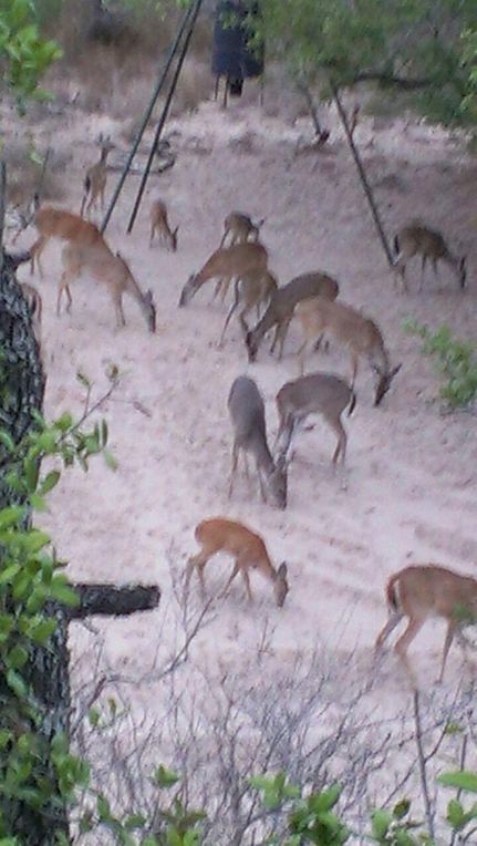 Land in Brooks County, Texas