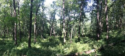 Timberland Property in Monroe County, Iowa