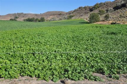 Farm and Ranch in Twin Falls County, Idaho