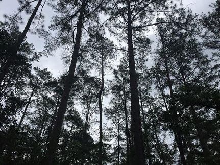 Homesite in Grady County, Georgia