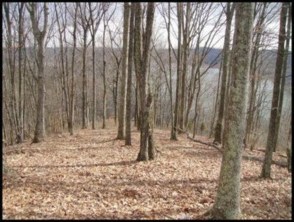 Timberland Property in Hawkins County, Tennessee