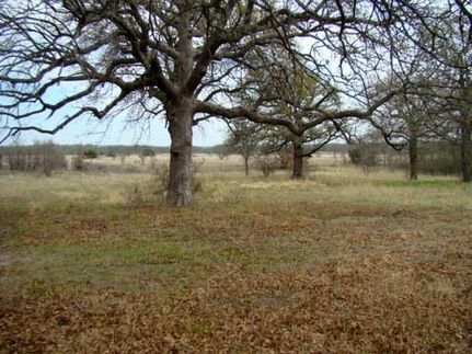 Undeveloped Land in Callahan County, Texas