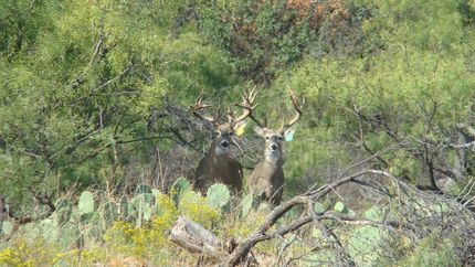 Farm and Ranch in Eastland County, Texas
