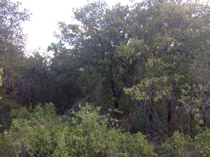 Land in Callahan County, Texas