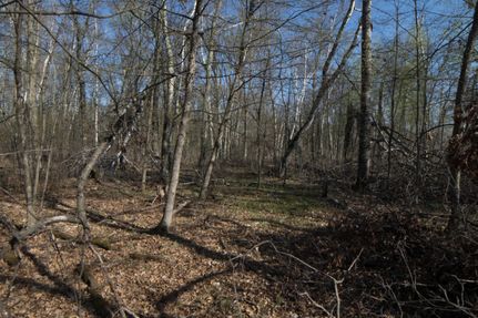 Undeveloped Land in Crow Wing County, Minnesota