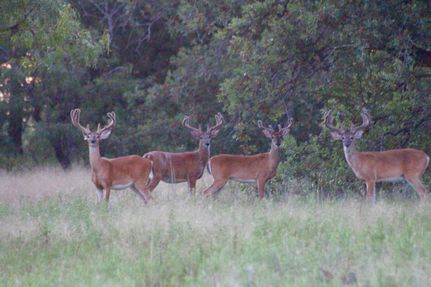 Farm and Ranch in Brown County, Texas