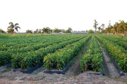 Undeveloped Land in Palm Beach County, Florida