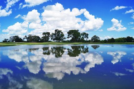 Timberland Property in Grimes County, Texas