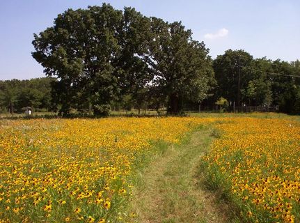Farm and Ranch in Fannin County, Texas