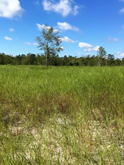 Commercial Property in Brantley County, Georgia
