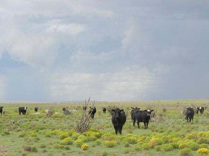House in Debaca County, New Mexico