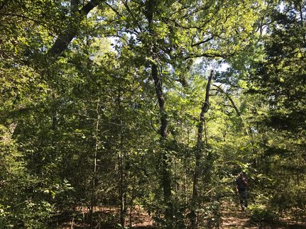 Undeveloped Land in Leon County, Texas