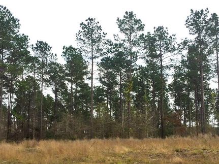 Undeveloped Land in San Jacinto County, Texas