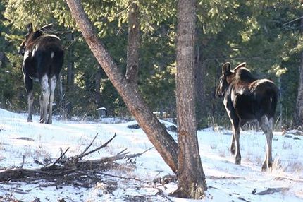 Timberland Property in Powell County, Montana