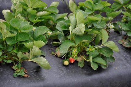 Land in Polk County, Florida