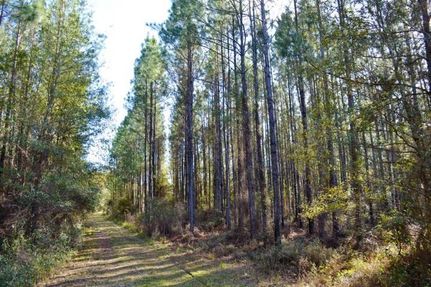 Timberland Property in Clay County, Florida