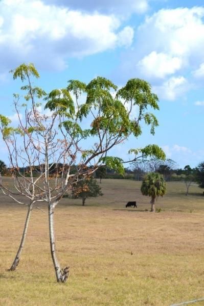 Undeveloped Land in Polk County, Florida