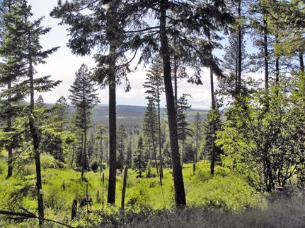 Timberland Property in Idaho County, Idaho