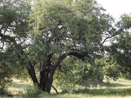 Land in Brown County, Texas