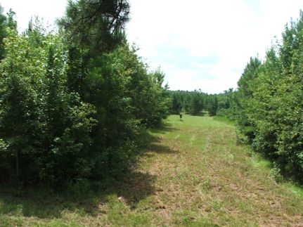 Farm and Ranch in Allendale County, South Carolina