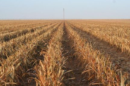 Farm and Ranch in Hale County, Texas