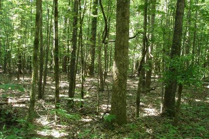 Land in Greene County, Alabama