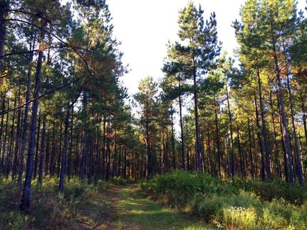 Timberland Property in Escambia County, Alabama